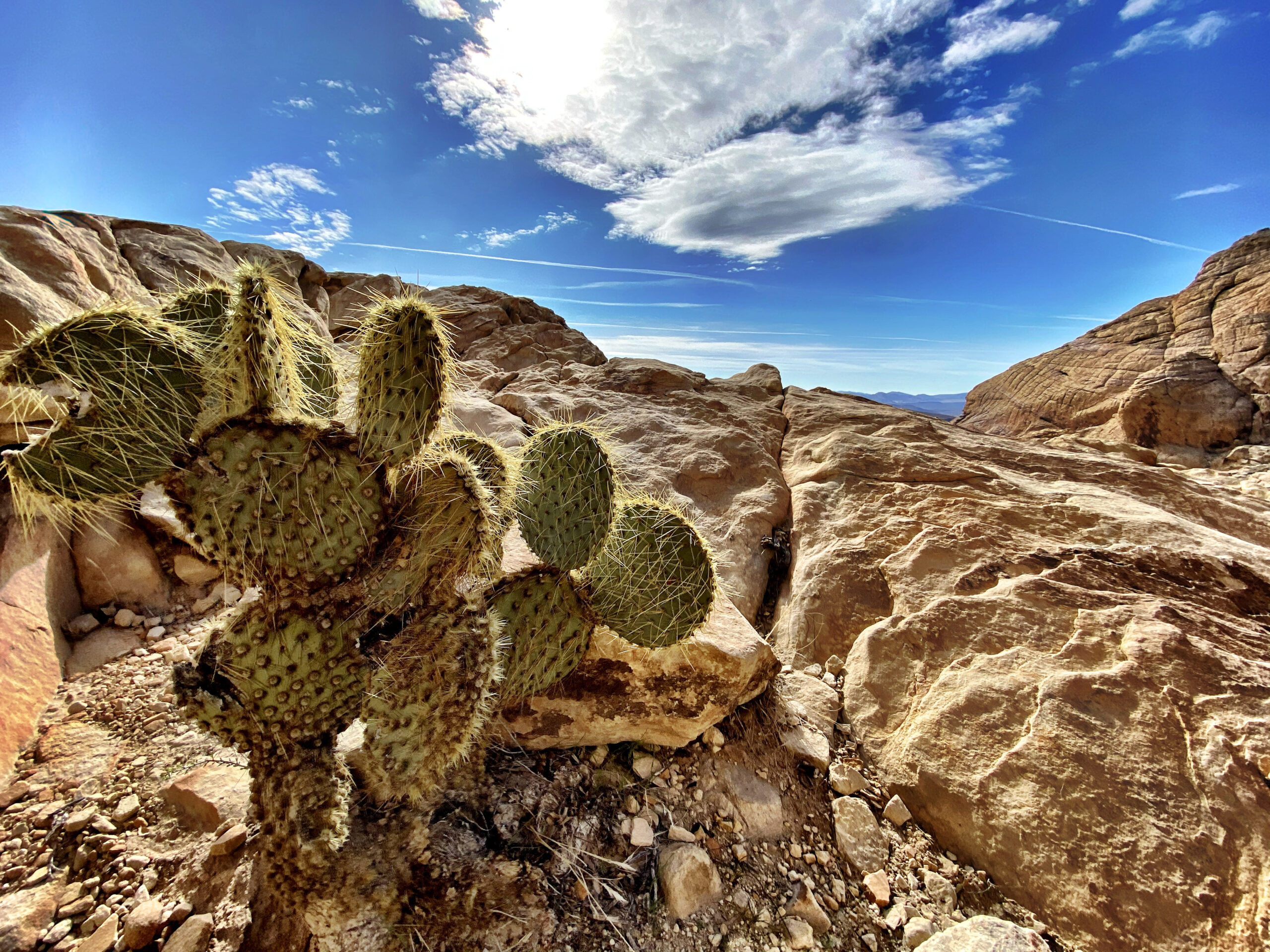 Desert landscape with cactus in the foreground and red rock formations beneath a wide sky.