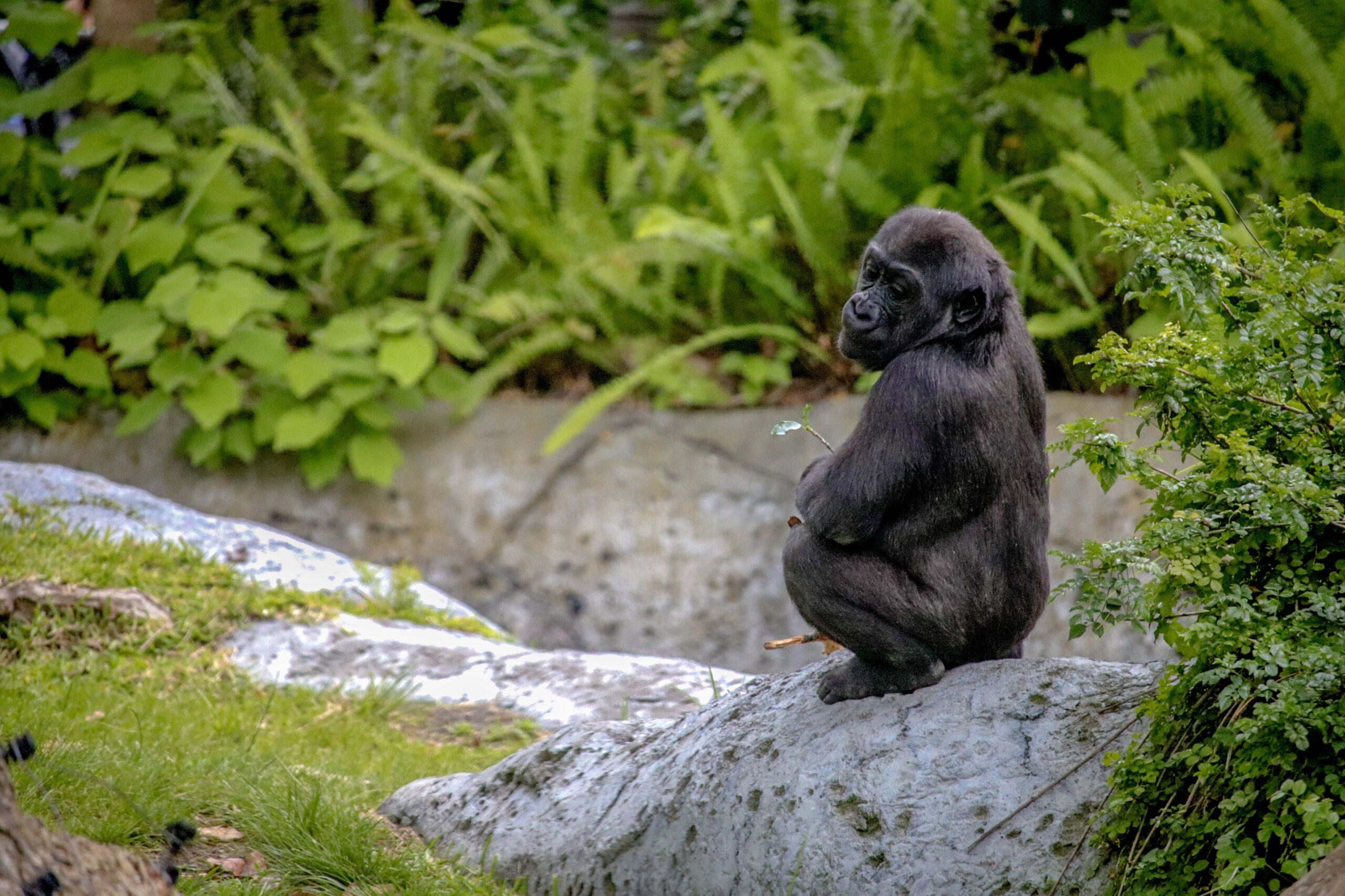 Gorilla sitting quietly against a dark natural background.